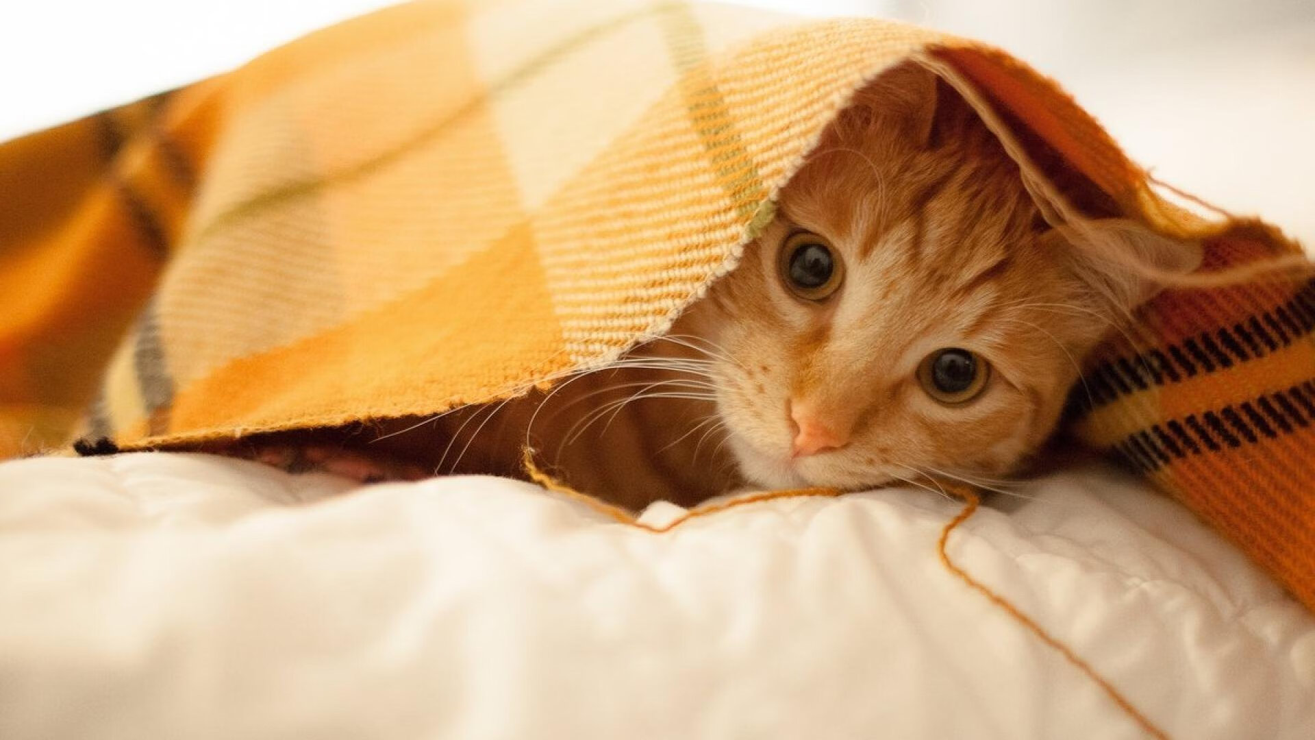 职业联赛赛程密集加强球员轮换策略研究,五大联赛换人规则