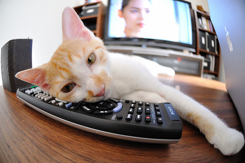 跳水组合默契比利时锁定决赛席位，比利时跳高claire orcel