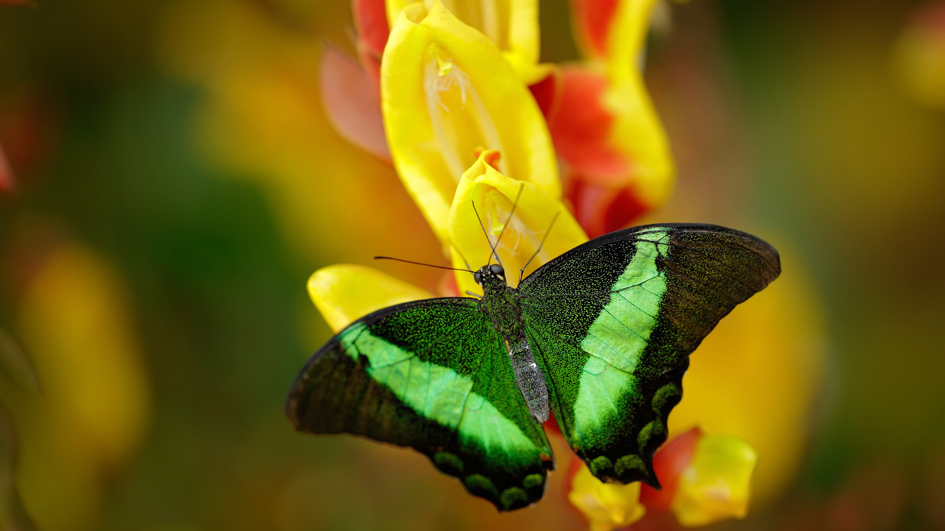雷霆签下潜力中锋备战常规赛,雷霆主力队员