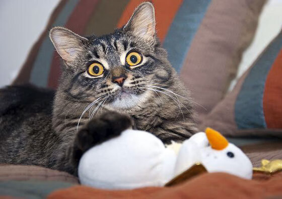 麦肯齐：全黑队进攻核心，突破后的传球总能找到队友，麦肯齐个人资料